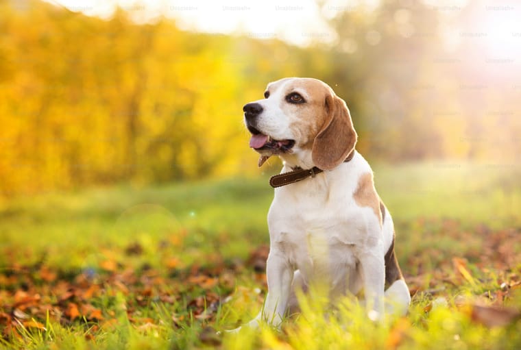 premium_photo-1663127305918-a789d0f6bf21.jpeg